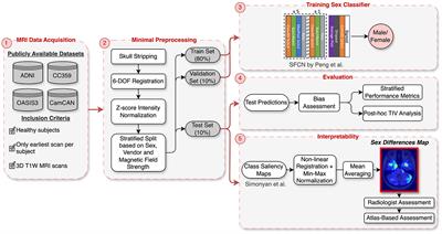 Sex differences in brain MRI using deep learning toward fairer healthcare outcomes